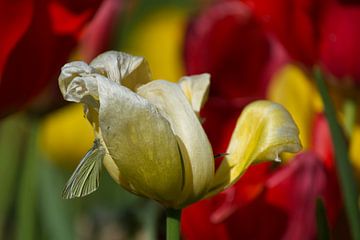 Vlinder op tulp van Niki Radstake