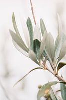 Olive tree | olive branches | fine art photography | botanical
