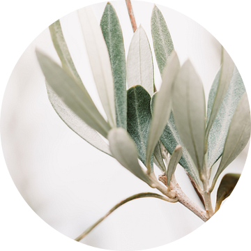 Olijfboom | olijftakken | fine art photography | botanisch van Lindy Schenk-Smit