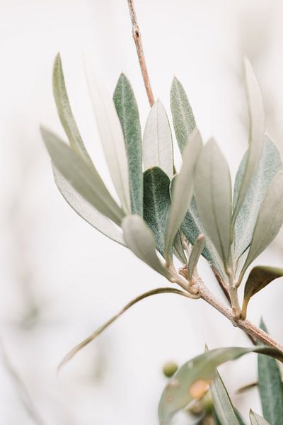 Olijfboom | olijftakken | fine art photography | botanisch van Lindy Schenk-Smit