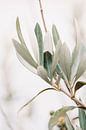 Olijfboom | olijftakken | fine art photography | botanisch van Lindy Schenk-Smit thumbnail