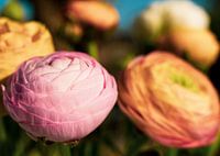 Ranunculus