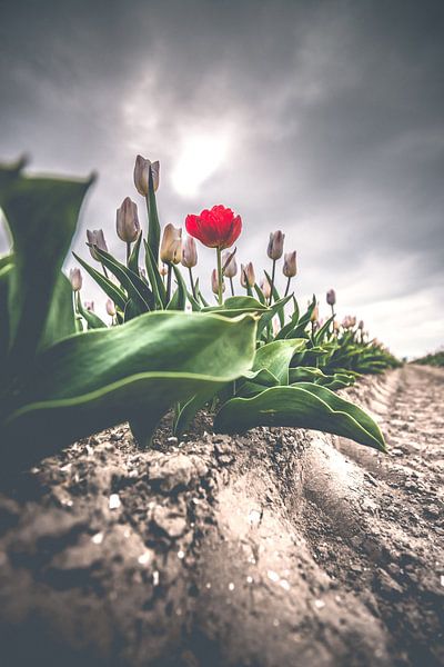 Rote anomale Tulpe auf Feld unter dunklen Wolken von Fotografiecor .nl