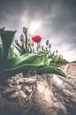 Rote anomale Tulpe auf Feld unter dunklen Wolken von Fotografiecor .nl Miniaturansicht