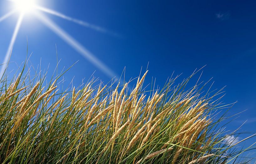 Dune Grass by Bo Valentino