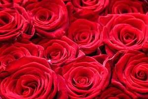 Rote Rosen Nahaufnahme