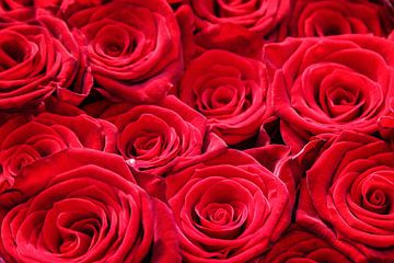 Rode rozen close up van gea strucks