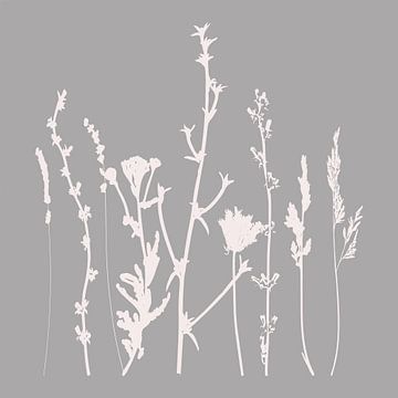 Modern Botanical Art. Flowers, plants, herbs and grasses in grey and white no. 5 by Dina Dankers