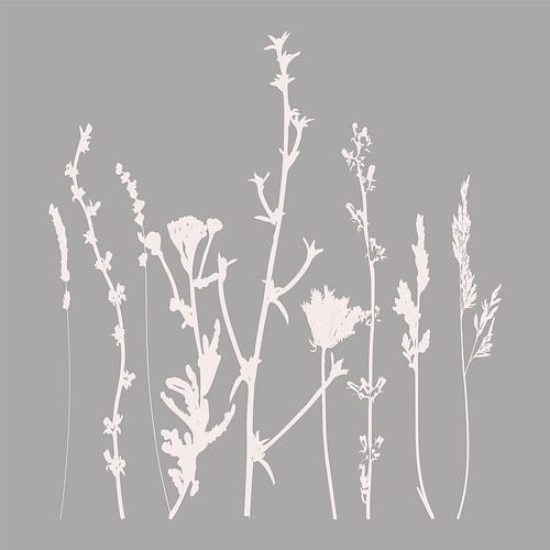 Art botanique moderne. Fleurs, plantes, herbes et graminées en gris et blanc. 5