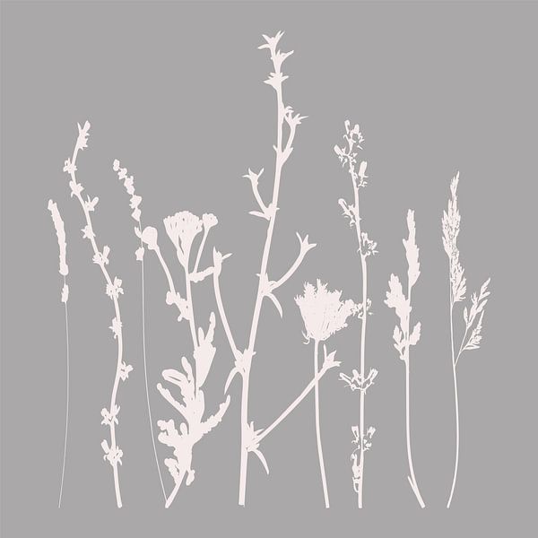 Moderne Botanische Kunst. Blumen, Pflanzen, Kräuter und Gräser in Grau und Weiß Nr. 5 von Dina Dankers