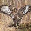 Buizerd spreidt zijn vleugels van Melissa van der Wolde