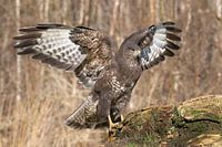 Buizerd spreidt zijn vleugels
