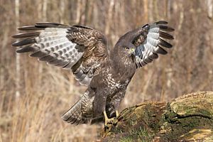 Buizerd spreidt zijn vleugels