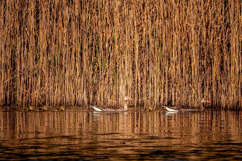 Goose family by Maico.O