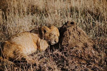 Welpje ligt lekker in de ochtendzon | Safari | Reisfotografie Tanzania | Serengeti National Park | W van Alblasfotografie