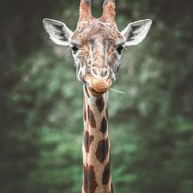 Close-up portrait Giraffe by Nikki IJsendoorn