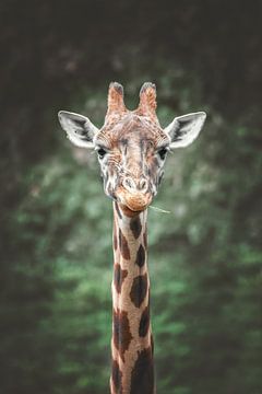 Close-up portret Giraffe van Nikki IJsendoorn