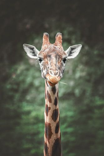 Nahaufnahme Porträt Giraffe von Nikki IJsendoorn
