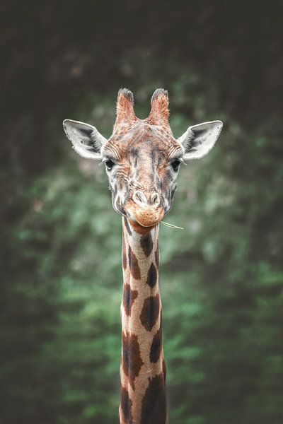 Portrait en gros plan d'une girafe par Nikki IJsendoorn