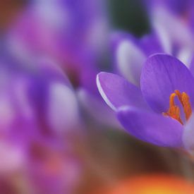 Voorjaarsbloem in kleurrijke setting van Nick Holland