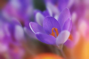 Frühlingsblume in bunter Umgebung