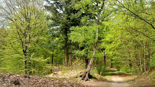 Ouverture du printemps dans la forêt