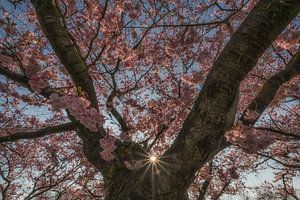 Baum voller Blüten von Moetwil en van Dijk - Fotografie