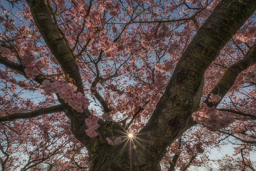 Tree full of blossoms by Moetwil en van Dijk - Fotografie