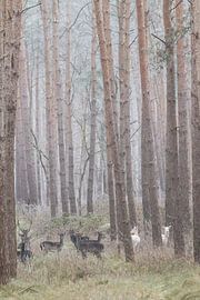 Des cerfs albinos dans la forêt allemande
