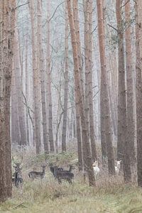 Albino-Hirsche im deutschen Wald