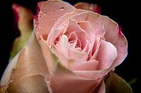 Pink rose!