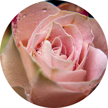 Roze roos! van Ronald van Kooten
