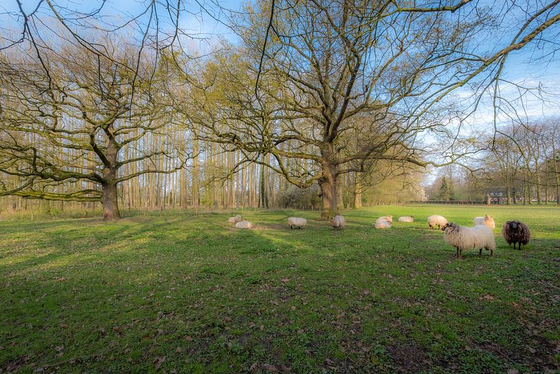 Schapen Landgoed Soelen by Moetwil en van Dijk - Fotografie