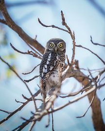 Hibou en Afrique du Sud