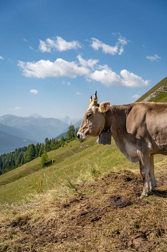 Zwitserse koe in de Alpen van Davos