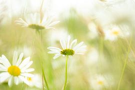Lovely atmospheric picture with daisies by Caroline van der Vecht