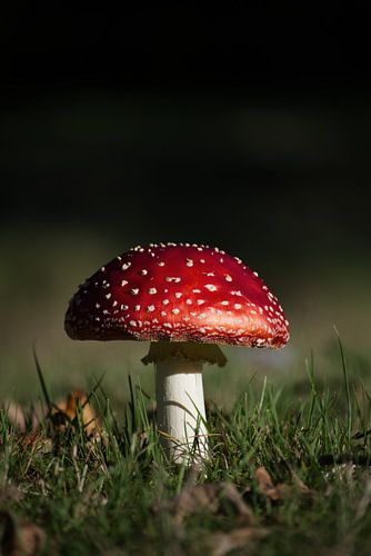 Rote und weiße Punkte