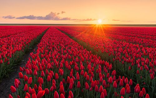 Een veld rode tulpen bij zonsopkomst in Groningen