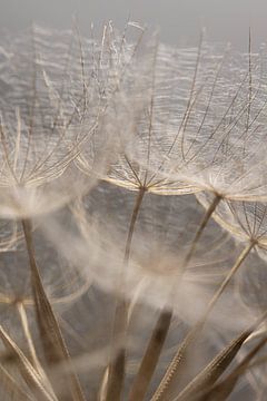 Natuurlijk zacht en pluizig: Licht op de pluizenbol van Marjolijn van den Berg