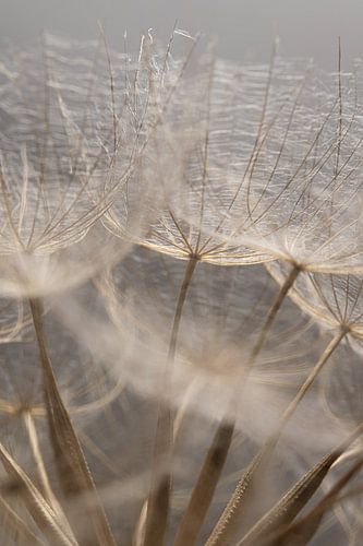Natuurlijk zacht en pluizig: Licht op de pluizenbol van Marjolijn van den Berg