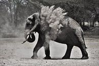 Olifant gooit zand  van Esther van der Linden thumbnail