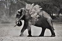 Olifant gooit zand 