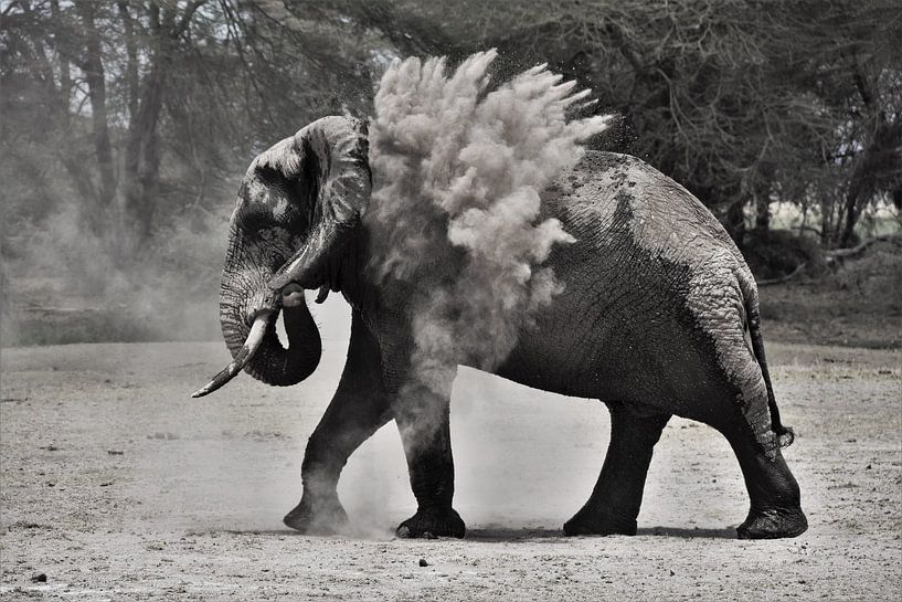 Elefant wirft Sand von Esther van der Linden