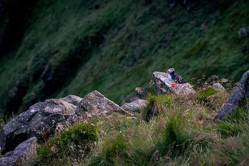 puffin on the cliff