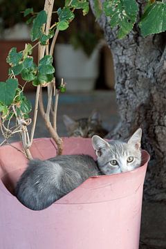 chat dans une boîte à fleurs rose sur gj heinhuis