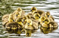 Vierzehn Gänschen im Wasser von Frans Blok Miniaturansicht