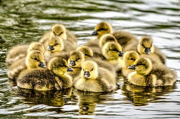 Fourteen goslings swimming