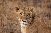 Leeuw in Tanzania