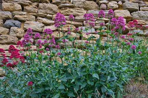 Lentebloemen in Frankrijk