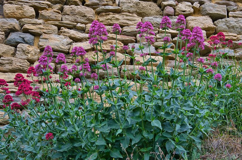 Spring flowers in France by Tanja Voigt